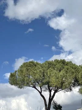 World environment day concept: Big tree over sky background. Foto stock