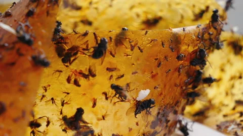 World food problem due to the destruction of flying pollinating insects Stock Footage 166556688
