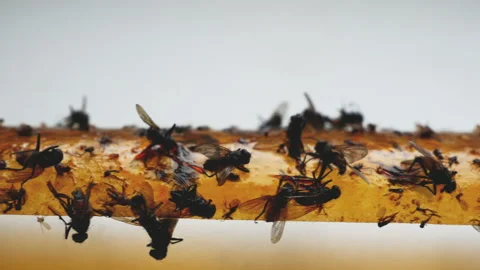 World food problem due to the destruction of flying pollinating insects. Decreas Stock Footage 169450377