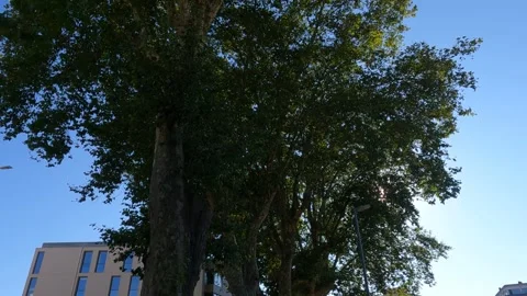 A World of Green Trees Stock Footage 281203341