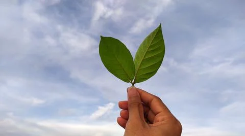 World leaf day Stock Photos