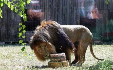 World Lion Day celebrated at Bucharest Zoo, Baneasa, Romania - 08 Aug 2026 Stock-Fotos