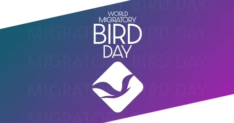 World Migratory Bird Day. HD, 4K footage. Motion design holiday animation. Loop Stock Footage 191654571