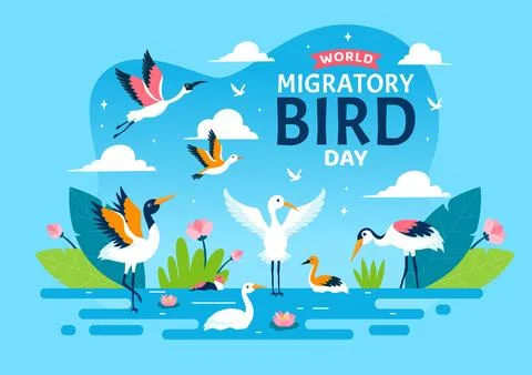 World Migratory Bird Day Vector Illustration with Birds Migrations Groups a.. Stock Illustration