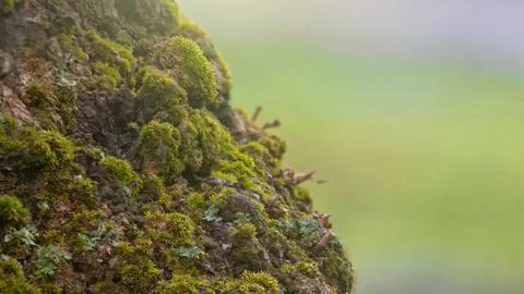 The World of Moss: The Quiet Awakening of Spring Nature Stock Photos