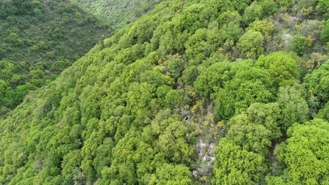 World Nature Conservation Day. Beautiful aerial footage of the forest and trees Stock Footage 129728190