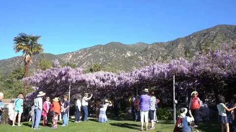 The world oldest Wistaria blossom displaying Stock Footage