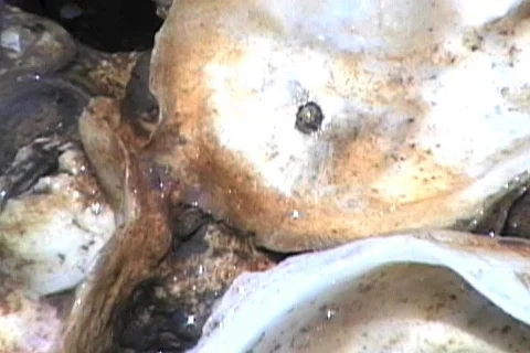 World of an  Oyster Stock Footage 474660