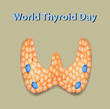 World Thyroid Day. 25 May. The structure of the thyroid gland. Vector Stock Illustration