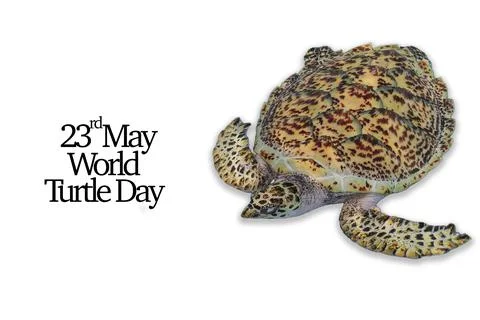 WORLD TURTLE DAY text with turtle on white background Stock Photos