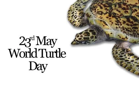 WORLD TURTLE DAY text with turtle on white background 库存照片