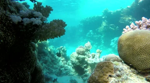 The world under water. Stock Footage 60704671