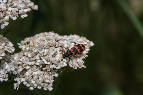 The world view of a tiny beetle on a white flower Stock-Fotos