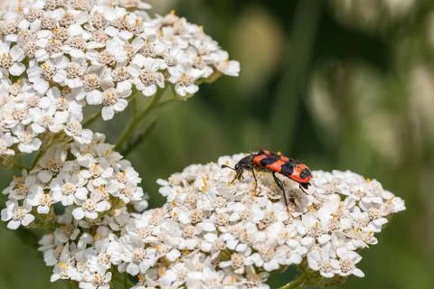The world view of a tiny beetle on a white flower Stock-Fotos