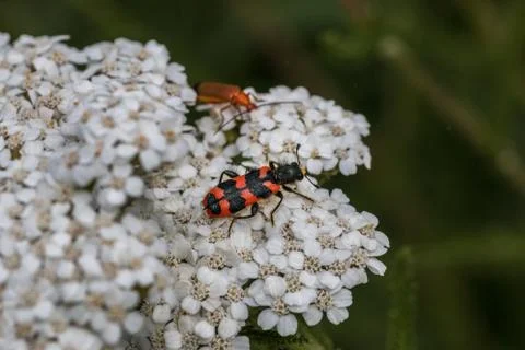 The world view of tiny beetles on a white flower Stock Photos