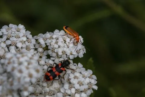 The world view of tiny beetles on a white flower Stock Photos