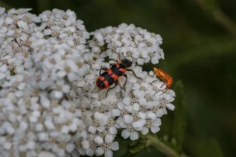The world view of tiny beetles on a white flower Stock-Fotos