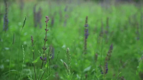 World war (1 and 2) monument (nature surrounding it _3) Stock Footage 11066138