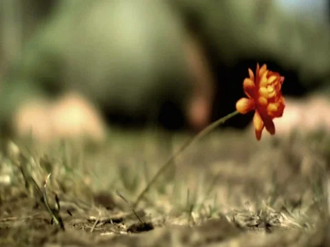 World war II scence Stock Footage 288738