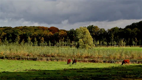 World War One battlefield : frontline today  Stock Footage 89878056
