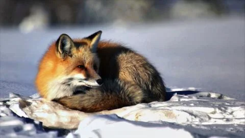 The world of wild nature. Wild animals and birds Stock-Fotos