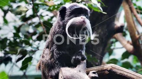 The world of wild nature. Wild animals and birds. Stock Photos