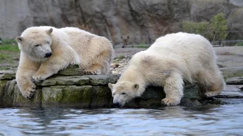 The world of wild nature. Wild animals and birds. Stock Photos