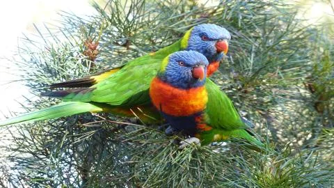 The world of wild nature. Wild animals and birds. Stock-Fotos