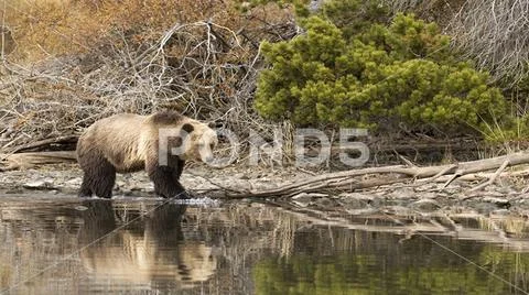 The world of wild nature. Wild animals and birds. Stock Photos