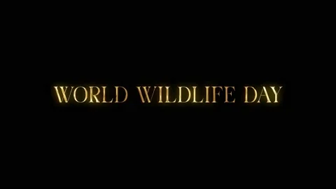 World wildlife day text animation with golden texture effect. Seamless loop.. Stock Footage 234886044