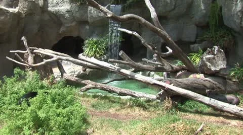 WorldClips-Back Bear and Waterfall-ws Stock-Footage 8916504