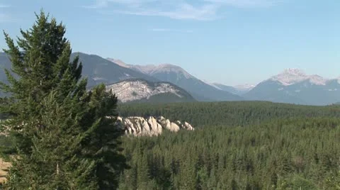 WorldClips-Banff Pine Forest-xws-pan Stock Footage 8918760