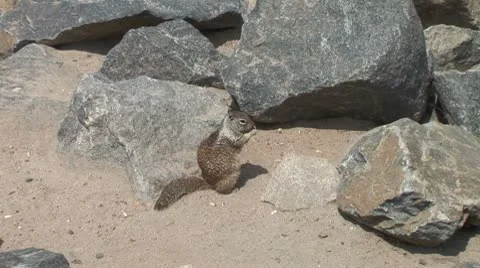 WorldClips-Beach Squirrels Видео 8916506