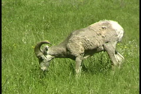 WorldClips-Bighorn Sheep Eats-3 Stock-Footage 8947129