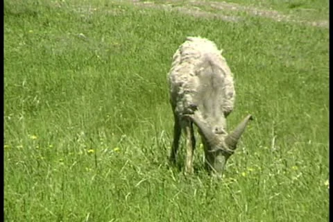 WorldClips-Bighorn Sheep Stock-Footage 8947157