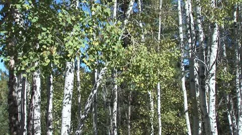 WorldClips-Birch trees Stock Footage 8917009