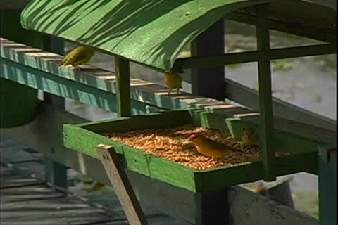 WorldClips-Bird Feeder Stock-Footage 8946648