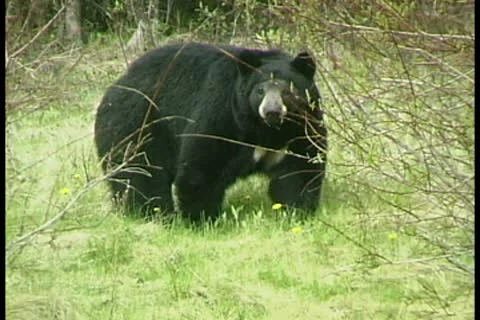 WorldClips-Black Bear Eats Видео 8947161