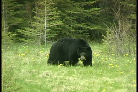 WorldClips-Black Bear Video stock 8947167