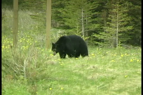 WorldClips-Black Bear-ws Видео 8947165