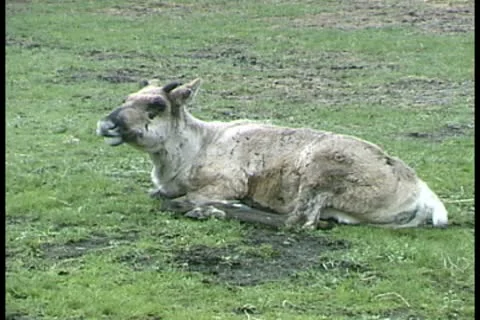 WorldClips-Caribou Видео 8947212