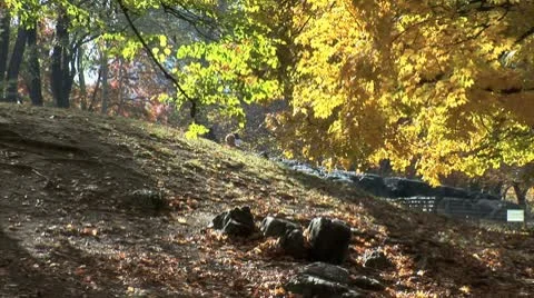 WorldClips-Central Park Walker Sits in Shade Video stock 8928663