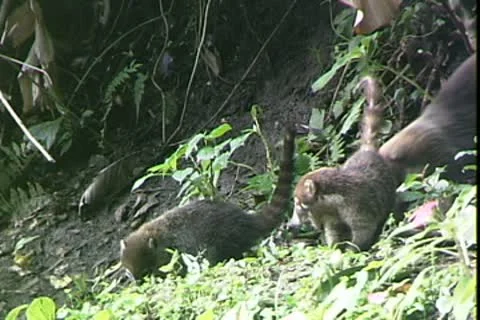 WorldClips-Coatis Video stock 8947388