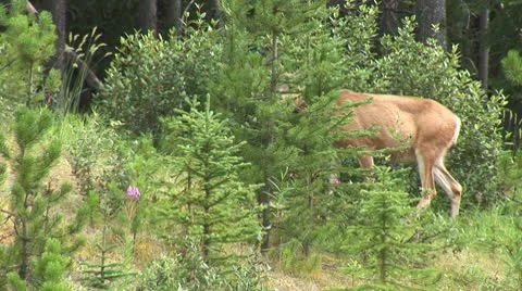 WorldClips-Deer into Woods-pan Video stock 8919157