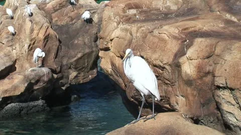 WorldClips-Egret on Rock Stock Footage 8916383