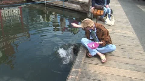 WorldClips-Feeding Seals Stock-Footage 8948841