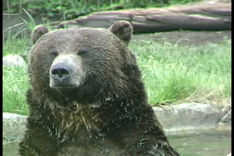 WorldClips-Griz Face Stock-Footage 8947280