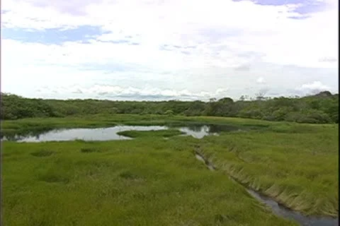 WorldClips-Jungle Marsh-pan Stock-Footage 8946765