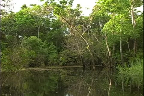 WorldClips-Jungle Stream Bend Stock-Footage 8946866