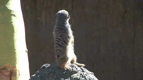 WorldClips-Meerkat-2 Stock-Footage 8916434